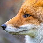 European red fox.jpg