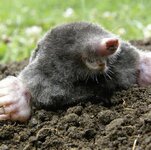 European mole.jpg European mole.jpg