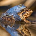 Moor frog, male and female.jpg