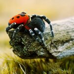 Ladybird spider, male.jpg