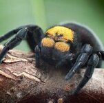 Ladybird spider, female.jpg